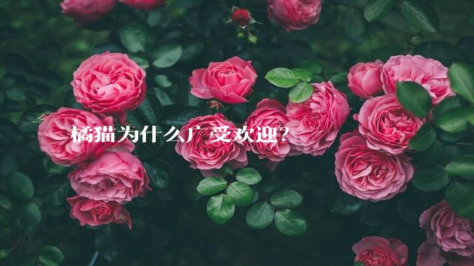 橘猫为什么广受欢迎？